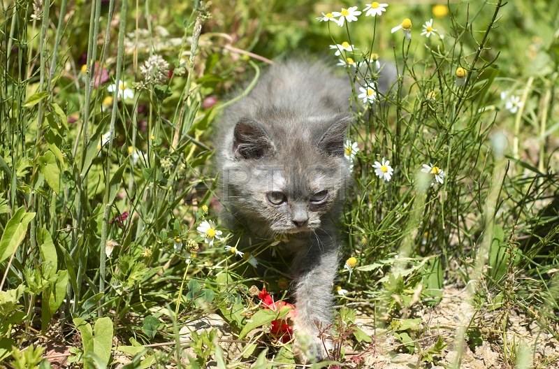 BRITISH SHORTHAIR C047.jpg